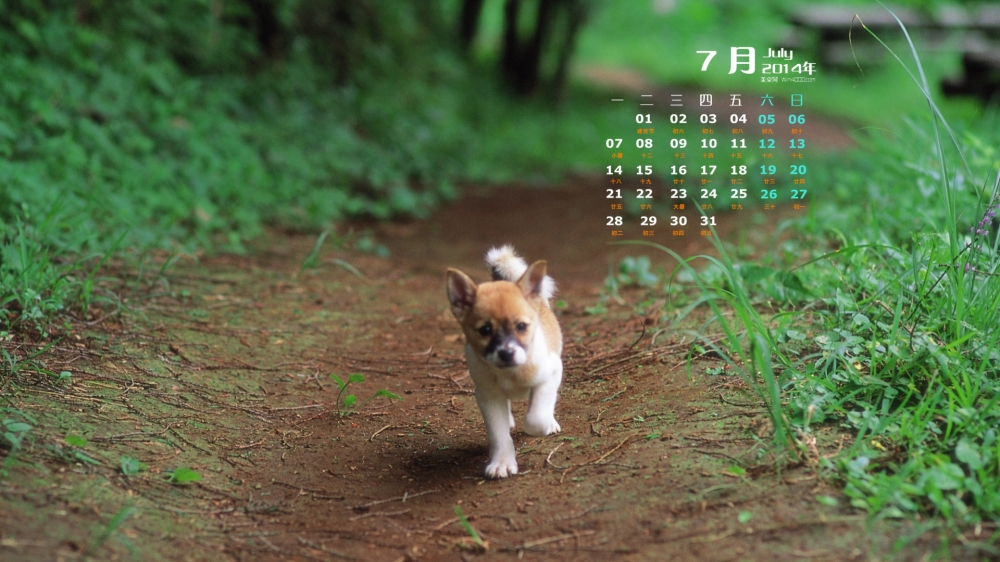 2014年7月日历桌面壁纸超萌的可爱狗狗汪星人图片