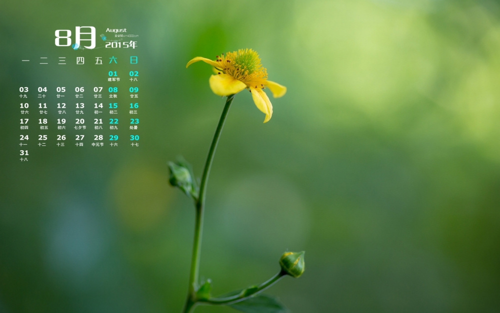 2015年8月日历精选绿色护眼花朵桌面壁纸下载