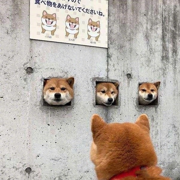 日本的网红“卡洞三柴” ​​​​