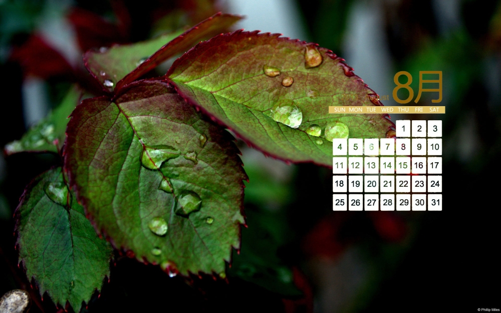 2013年8月日历桌面壁纸之植物景色