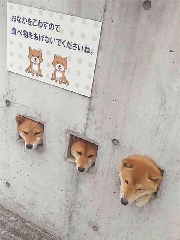 日本的网红“卡洞三柴” ​​​​