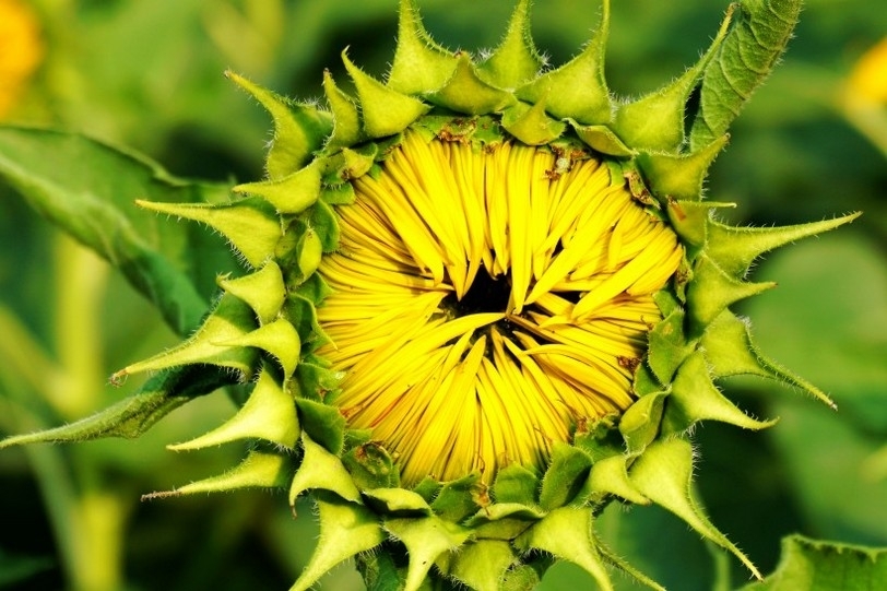 微距摄影阳光温暖的向日葵花图片