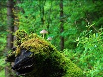 野生菌类蘑菇植物