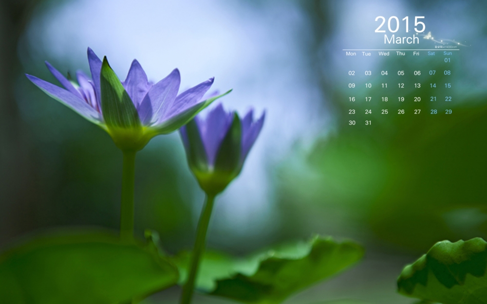 2015年3月日历唯美芬芳的花草植物唯美自然高清电脑桌面壁纸图片下载