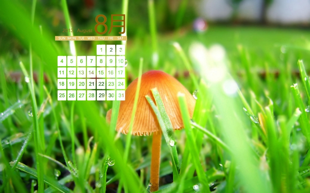 2013年8月日历桌面壁纸之植物景色