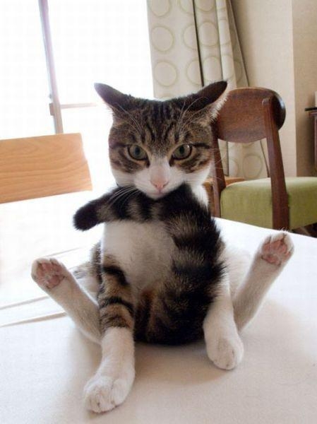 猫咪咪。小伙稳住架, 一下是一下