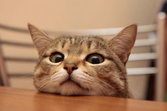 猫咪咪。小伙稳住架, 一下是一下