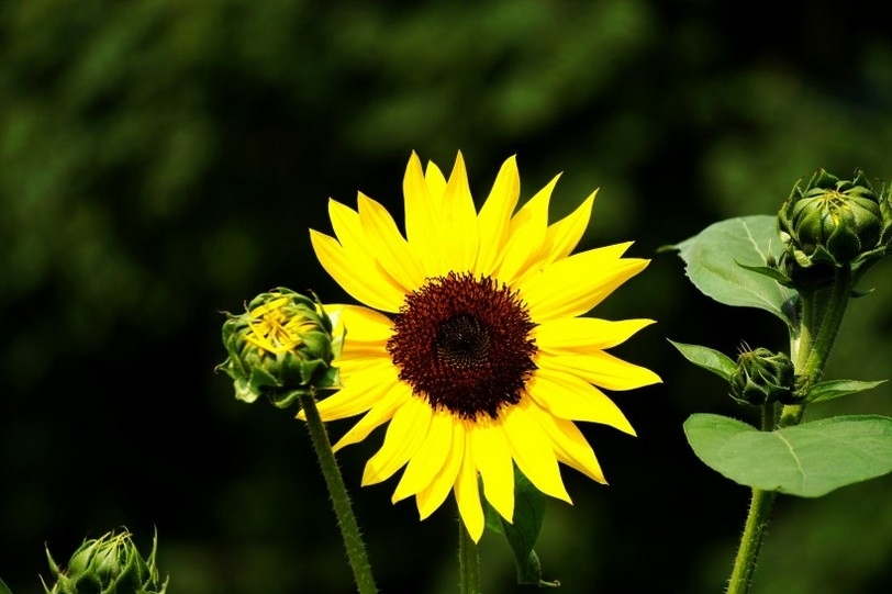 微距摄影阳光温暖的向日葵花图片