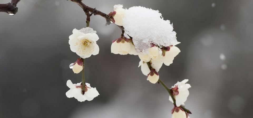 冬天 雪 梅花桌面壁纸