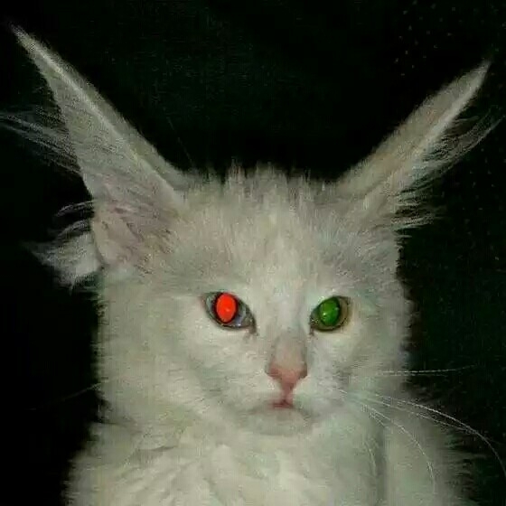 良子xi