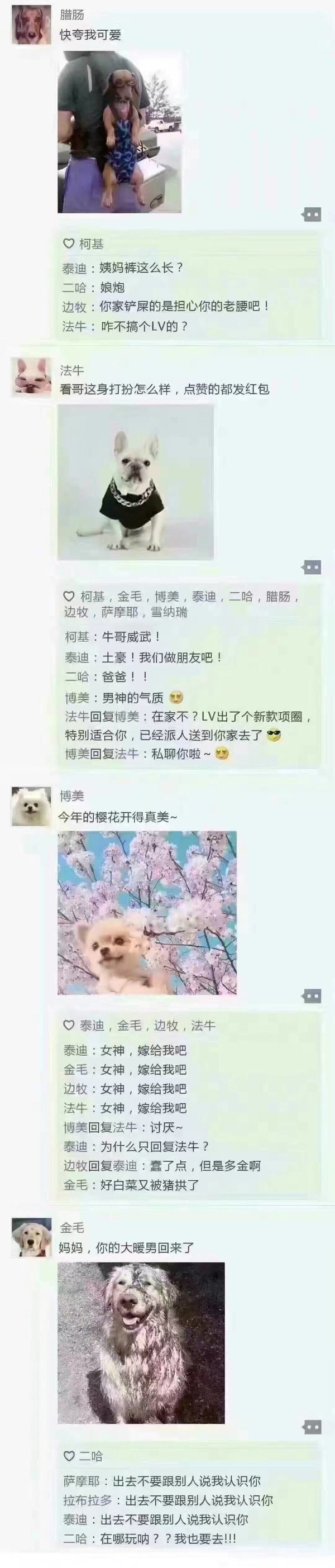 狗狗的小世界