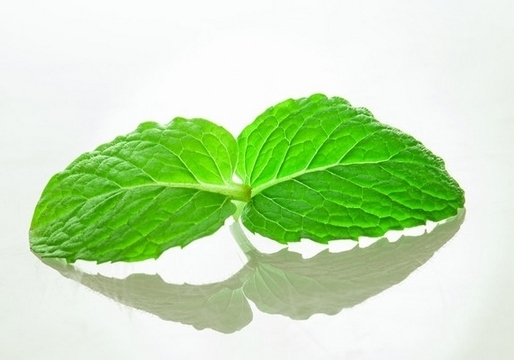 夏季绿意盎然的薄荷花草图片大全