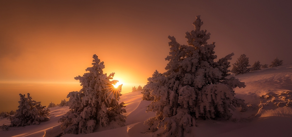 冬天,雪,云杉,太阳,风景桌面壁纸