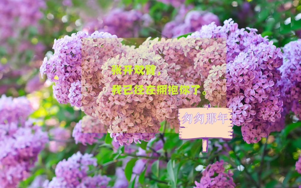 匆匆那年经典语录图片壁纸