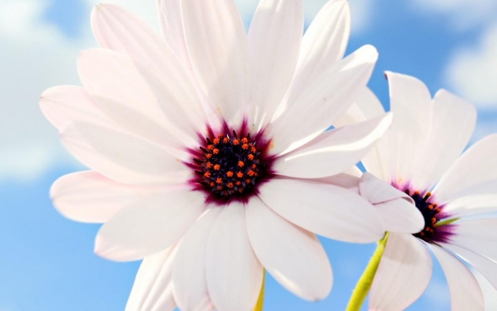 鲜花高清摄影桌面壁纸