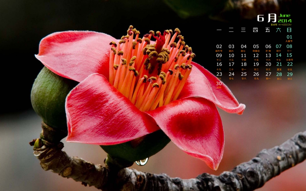 2014年6月日历壁纸大红色木棉花花卉素材图集下载