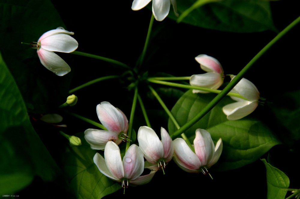 使君子花植物