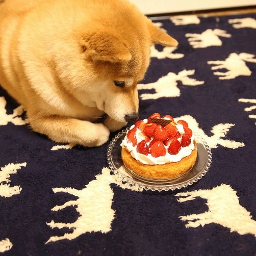 柴犬和他的主人