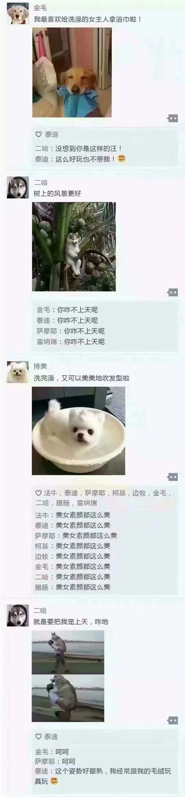 狗狗的小世界