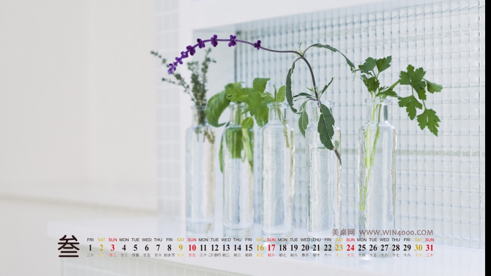 2013年3月高清壁纸之小清新绿色植物