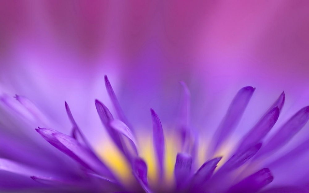 鲜花高清摄影桌面壁纸