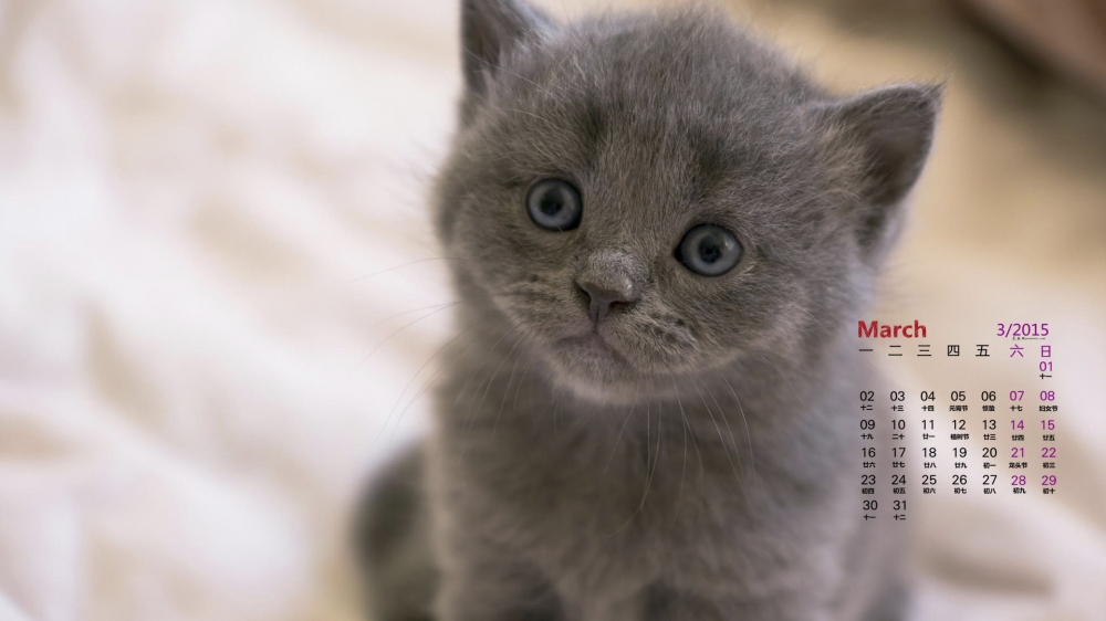 2015年3月日历壁纸灰色折耳猫可爱小猫喵星人高清桌面图片下载