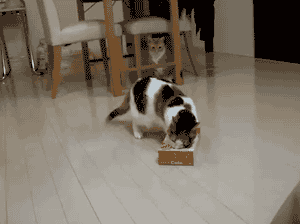 当蛇精病猫遇到纸箱时