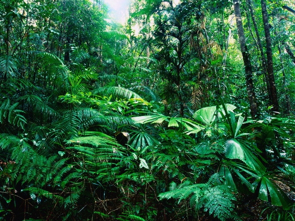 树木植物桌面壁纸 1600X1200【20P】