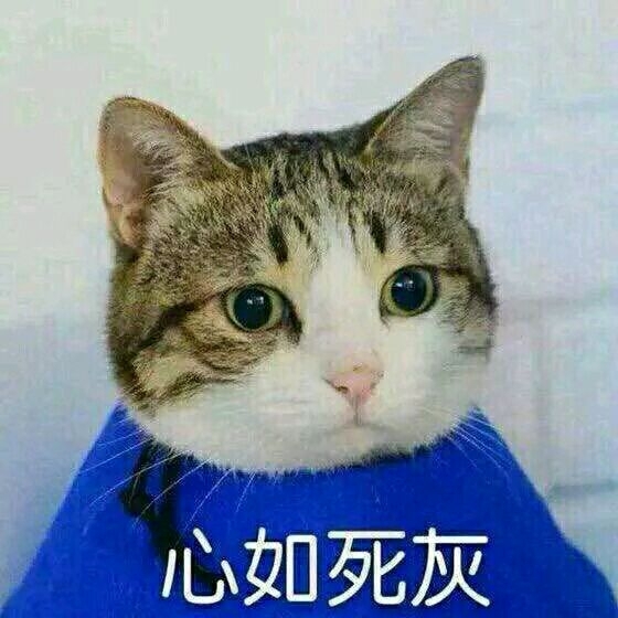 超可爱小喵咪表情图