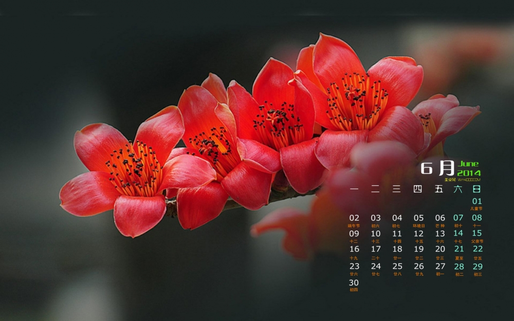 2014年6月日历壁纸大红色木棉花花卉素材图集下载