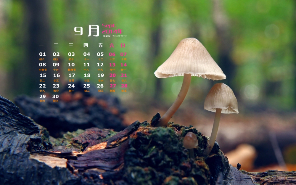 2014年9月日历壁纸绿色护眼森林小蘑菇微距写真图集