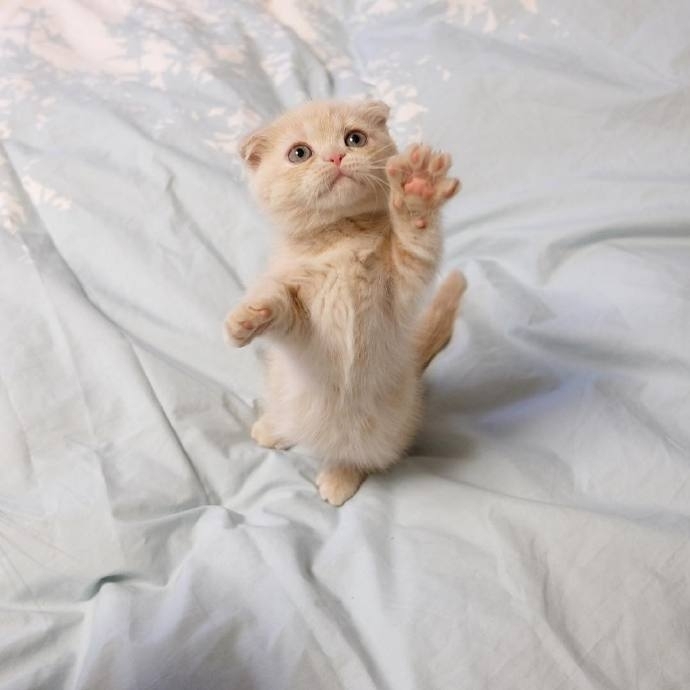 这只喜欢站立的小猫咪 萌炸惹