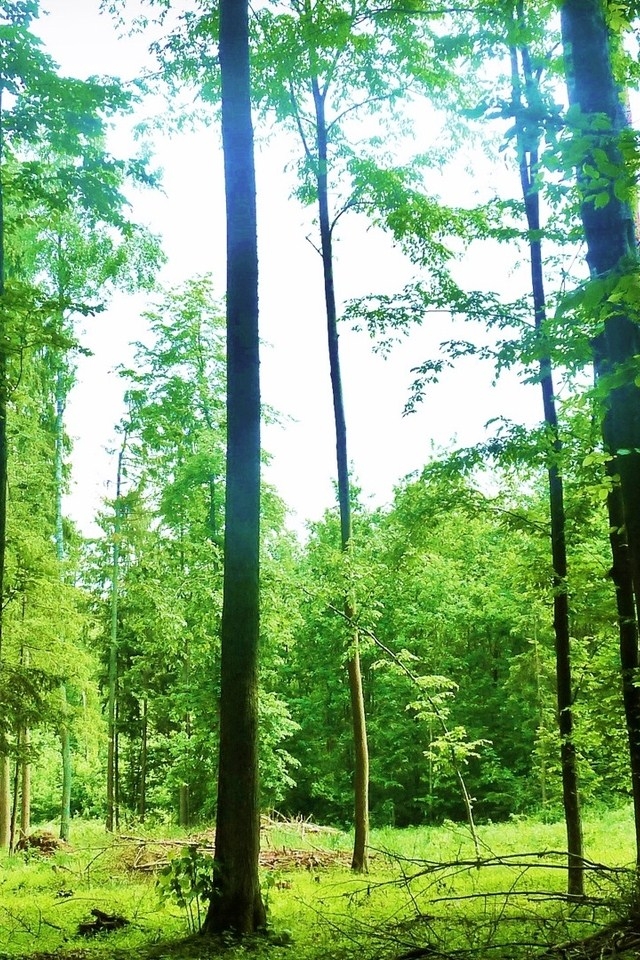 绿色森林护眼植物WP手机桌面壁纸