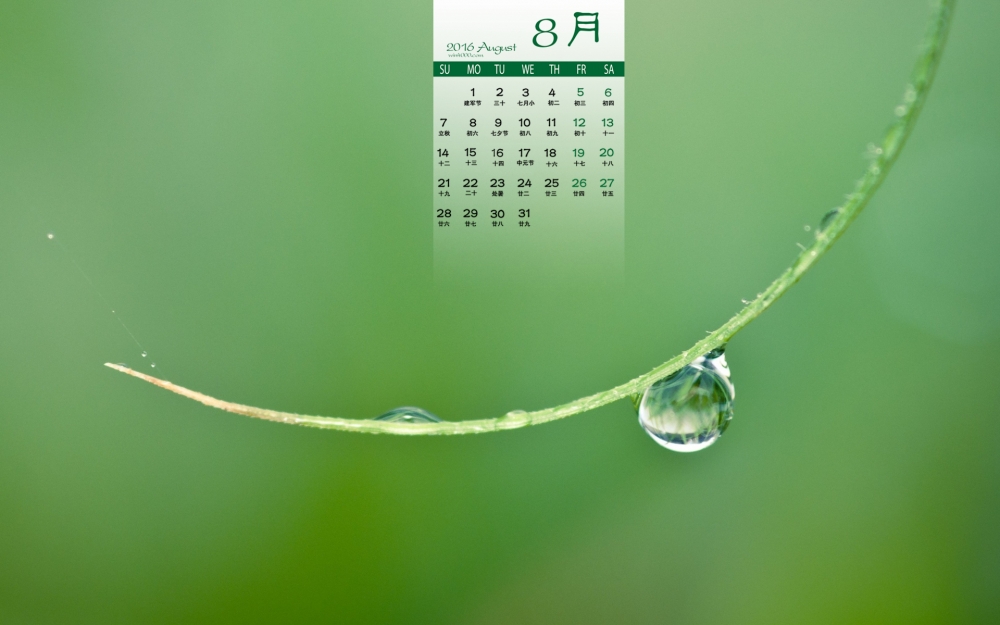 2016年8月日历芦荟叶子上的露珠电脑壁纸