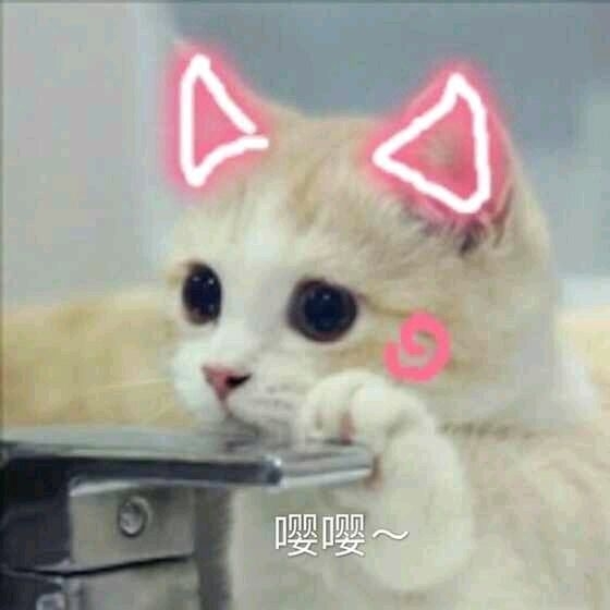 超可爱小喵咪表情图