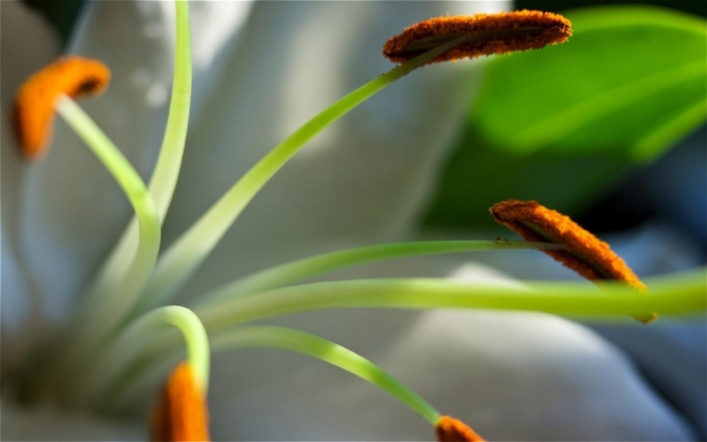 鲜花高清摄影桌面壁纸