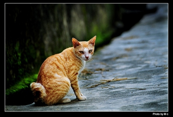 猫咪咪。小伙稳住架, 一下是一下