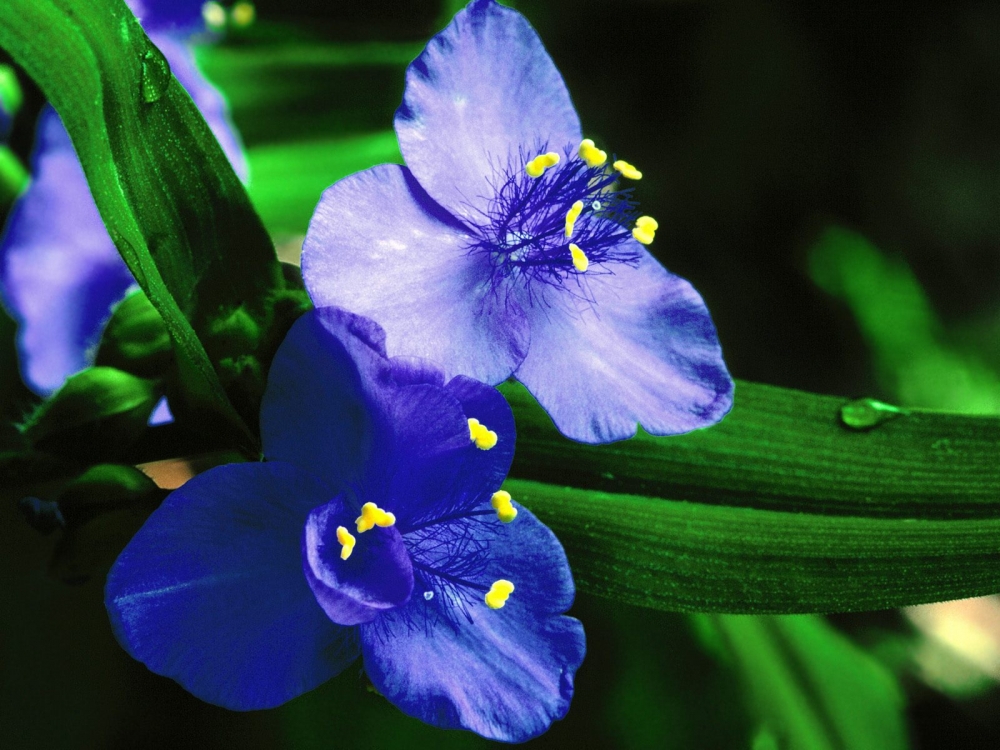 万紫千红的花朵高清特写花卉图片