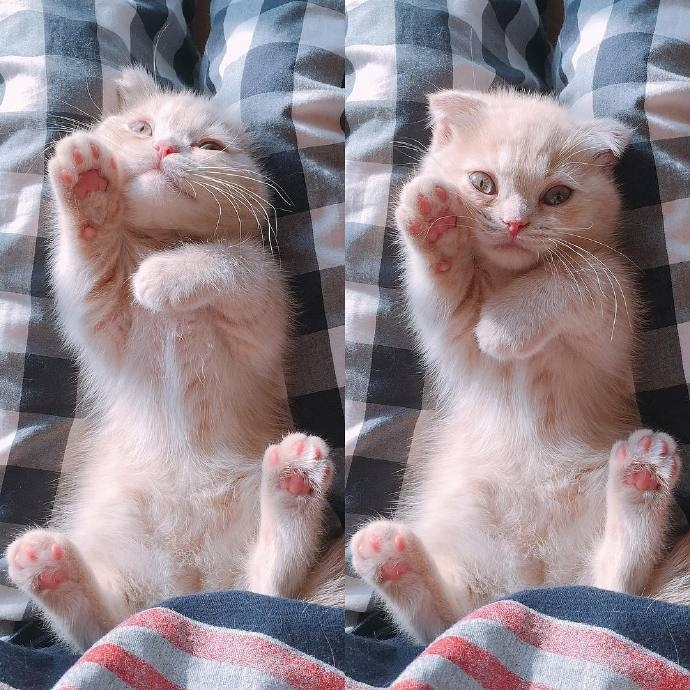 这只喜欢站立的小猫咪 萌炸惹