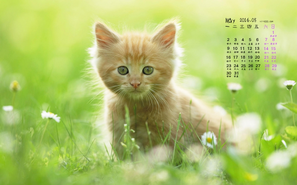 2016年5月日历花丛中的猫咪桌面壁纸