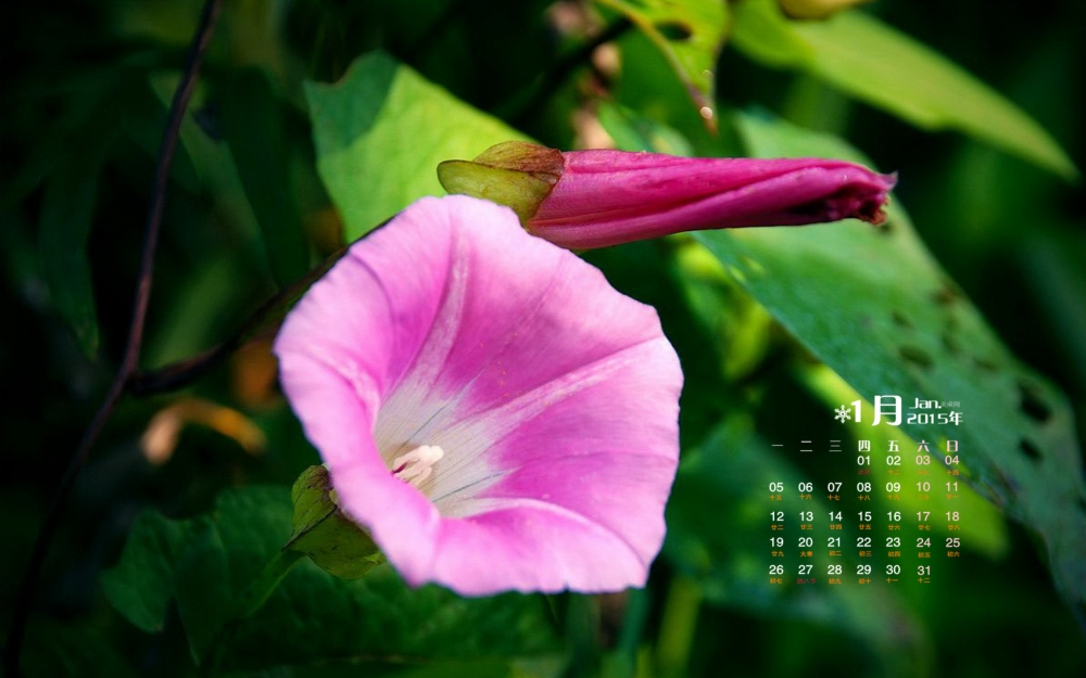2015年1月日历壁纸大自然盛开的五彩牵牛花素材图片合集
