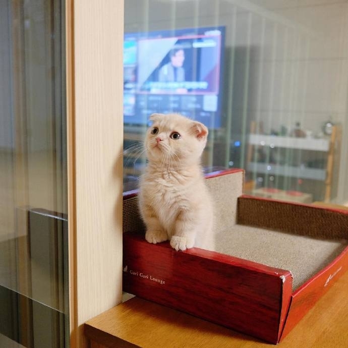 这只喜欢站立的小猫咪 萌炸惹