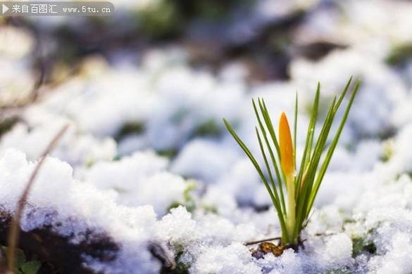 冰雪中的耐寒绿色植物小草图片