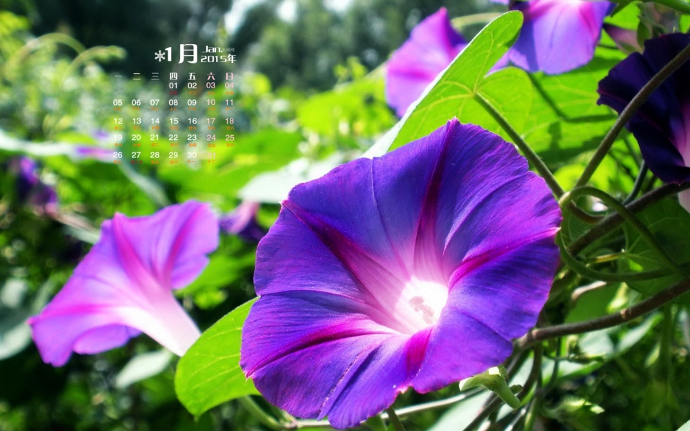 2015年1月日历壁纸大自然盛开的五彩牵牛花素材图片合集