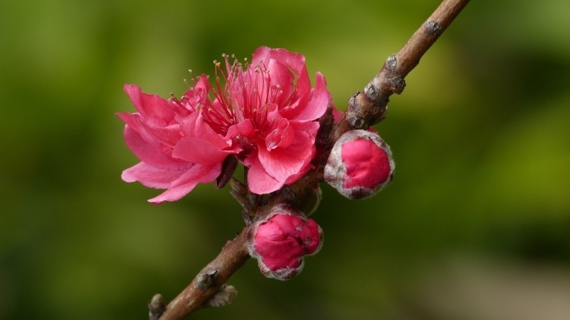 桃花图片