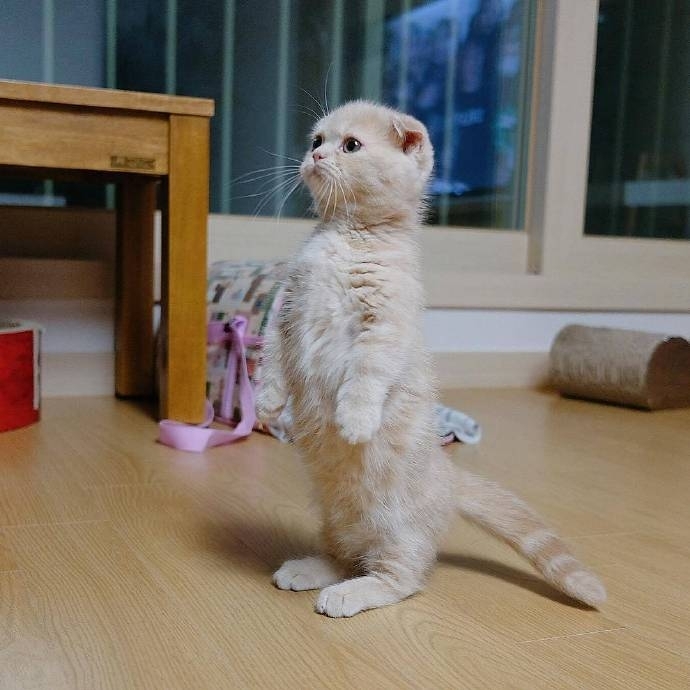 这只喜欢站立的小猫咪 萌炸惹