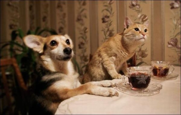 猫咪咪。小伙稳住架, 一下是一下