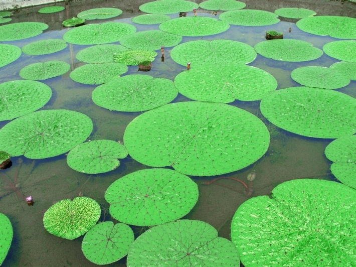 绿色植物图片电脑壁纸大全