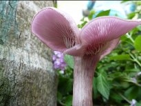 野生菌类蘑菇植物