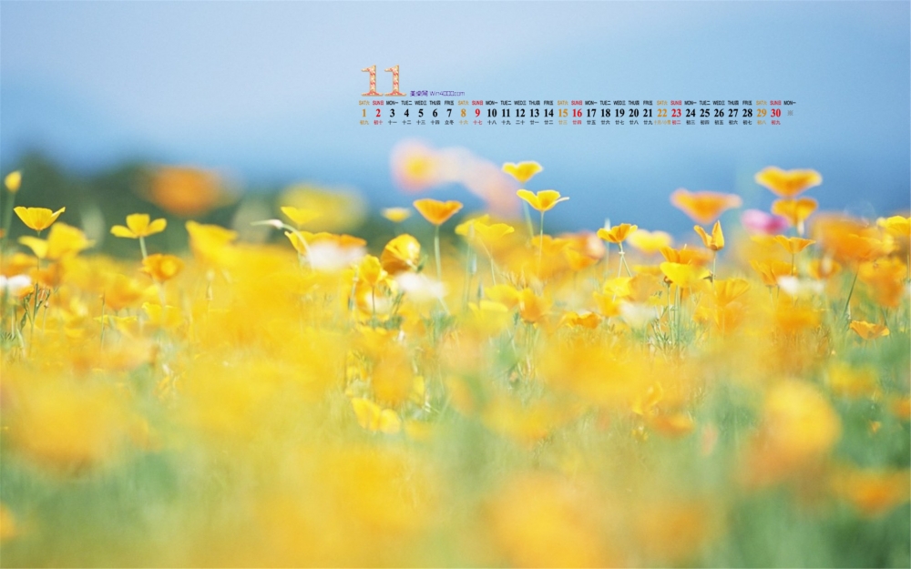 2014年11月日历桌面壁纸好看的清新绿色植物护眼图片